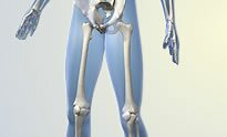 bodymid